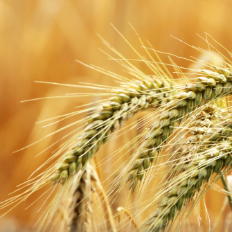 Barley