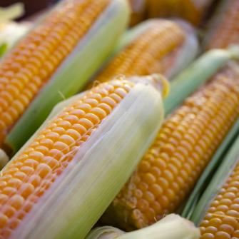 Corn Grain