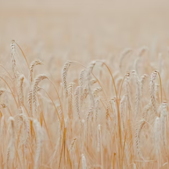 Millet