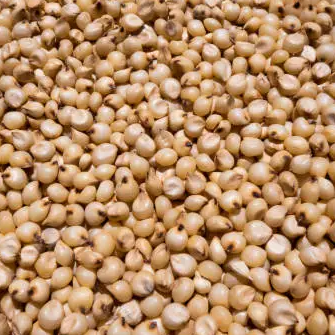 Sorghum (Jowar)