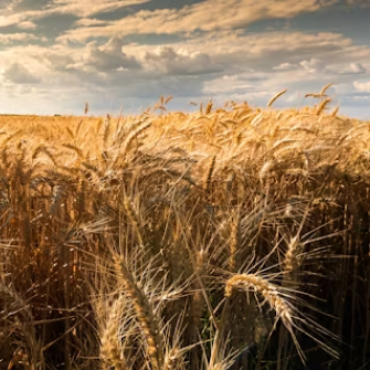 Wheat Grain